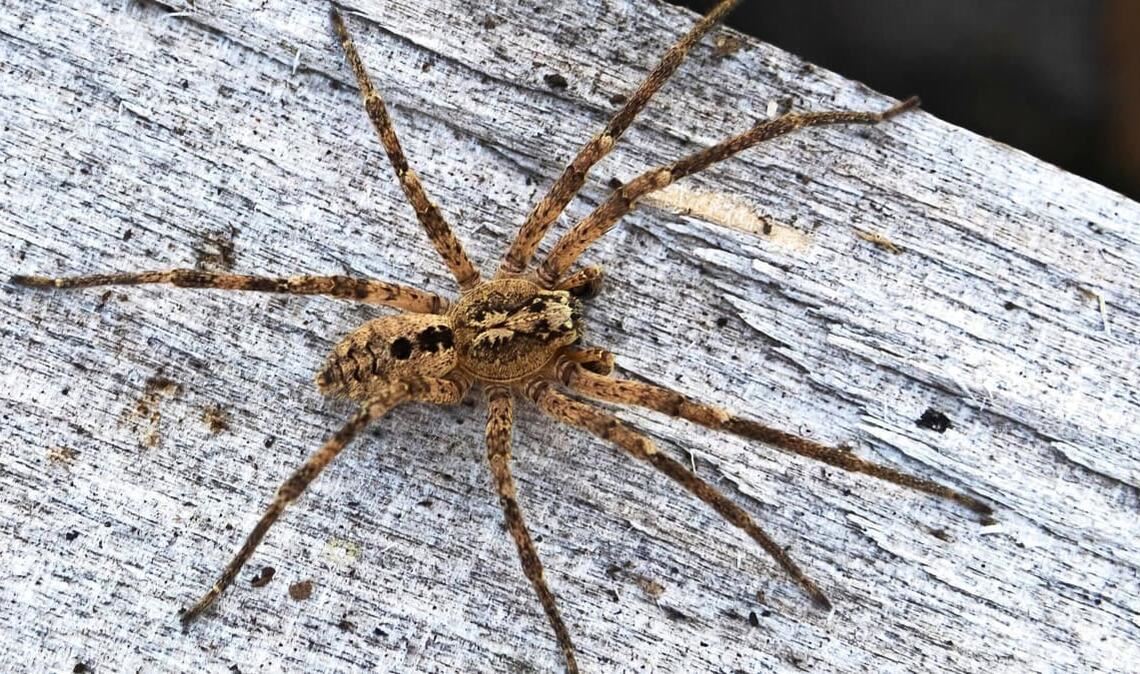 Nosferatu-Spinne auf einem Holzblock. Die Spinnenart wird in Baden-Württemberg immer häufiger gesichtet.