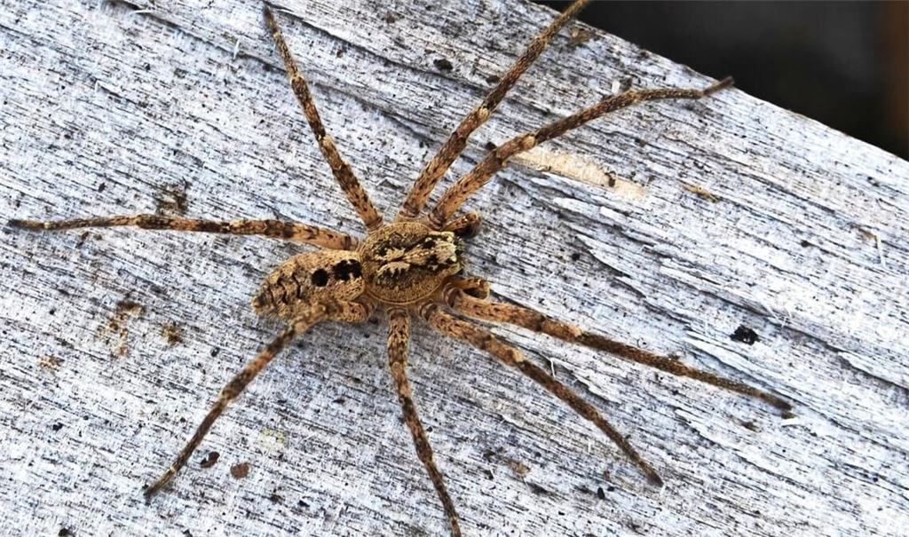 Nosferatu-Spinne auf einem Holzblock. Die Spinnenart wird in Baden-Württemberg immer häufiger gesichtet.