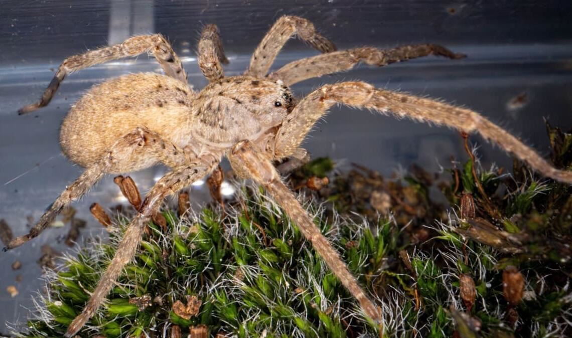 Nosferatu-Spinne in der Nahaufnahme.