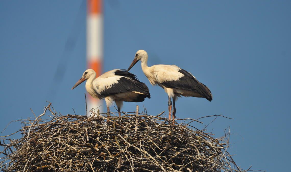 „Nummer 23“ lebt, er wurde in der Schweiz gesichtet. Das Foto zeigt ihn rechts als Jungstorch im Horst auf dem Dürrmenzer Bauhofgelände. Foto: Bosch