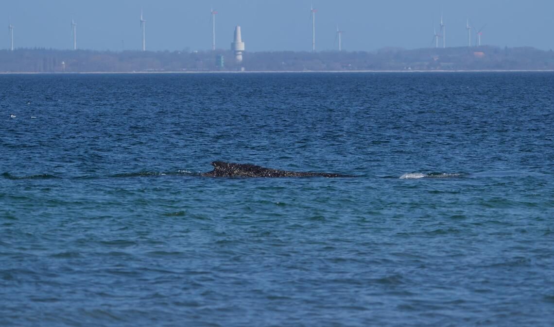 Nun muss der Wal den Weg in die Nordsee finden.