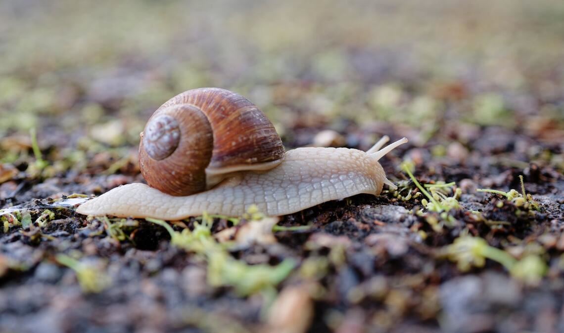 Nur nicht hetzen: Eine Schnecke kriecht über einen Feldweg im Rhein-Neckar-Kreis.