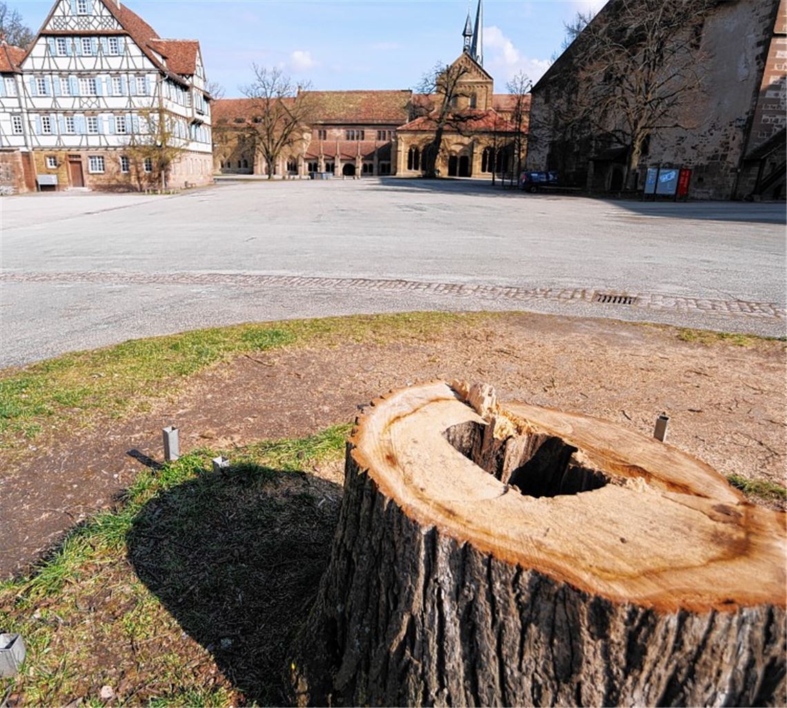 Nur noch ein Stumpf zeugt von der über 100 Jahre alten Winterlinde im Klosterhof, die von einem Pilz ausgehöhlt worden war und deshalb gefällt werden musste. 