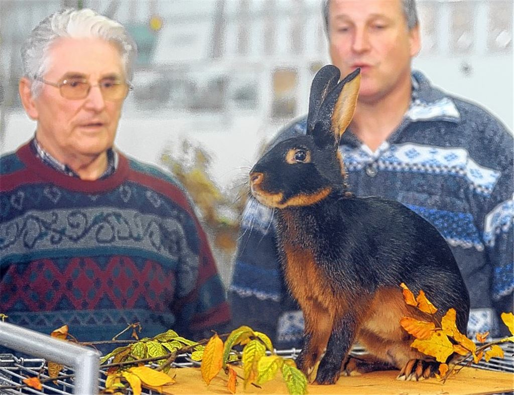 Nur zwei Züchter bei Lokalschau in Lomersheim