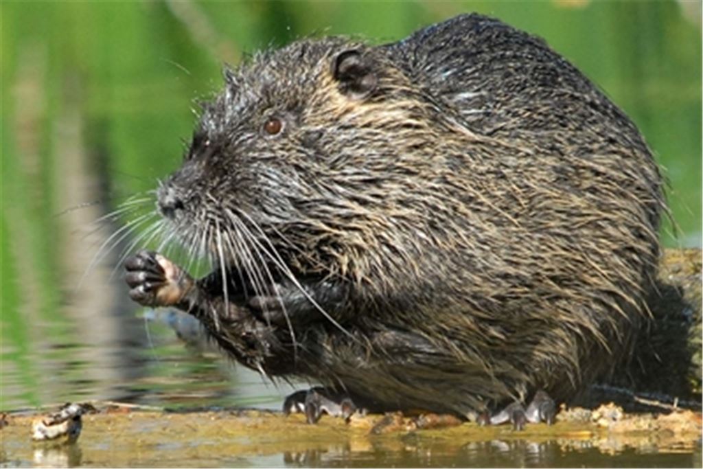 Nutrias sind in der Region ein vertrauter Anblick. Um sie vom Biber zu unterscheiden, reicht ein Blick auf den Schwanz der Tiere. Foto: Lechner