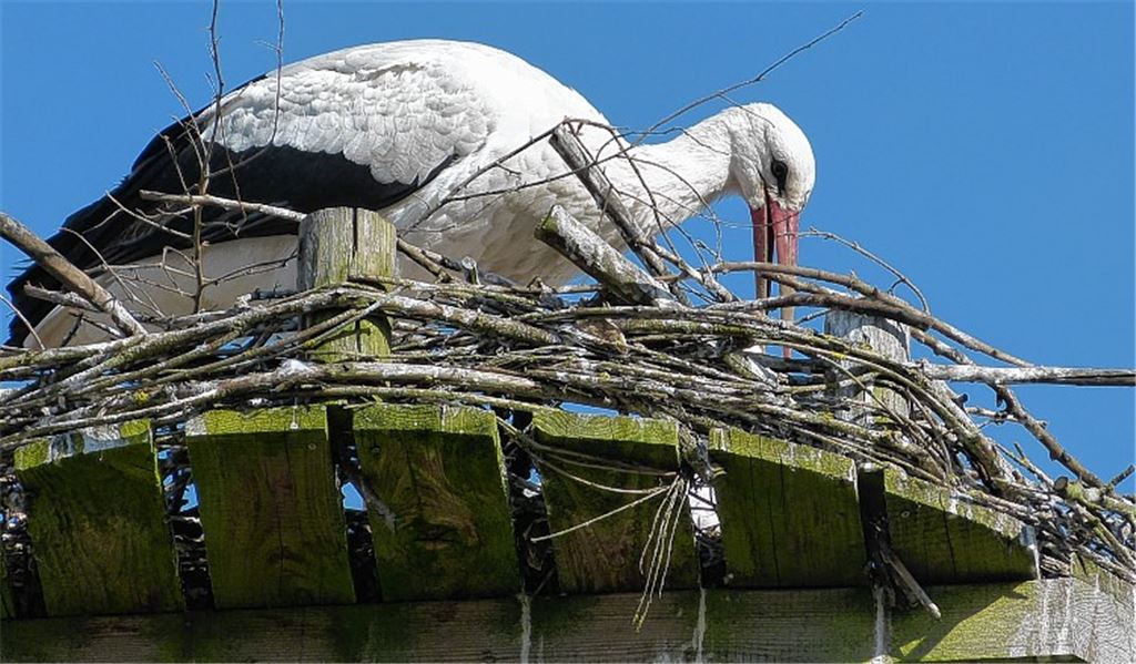 Ob beim Nestbau, beim Werben um den Partner oder beim Waten im See – den Rückkehrern scheint es am Naturparkzentrum Ehmetsklinge zu gefallen.