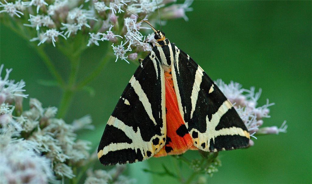 Ob nun „Russischer Bär“ oder „Spanische Flagge“: Das ist der „Schmetterling des Jahres“. Foto: Lechner