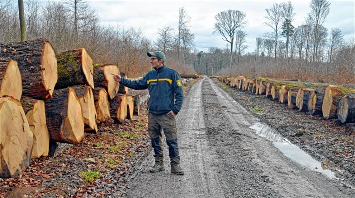 Oberforstrat Philipp Schweigler inspiziert das Maulbronner Eichen-Holzlager. Foto: Lechner