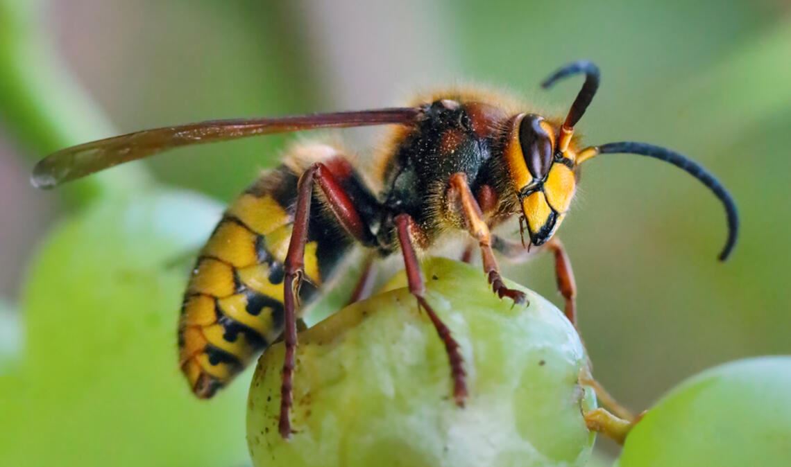 Obst ist besonders verlockend für die Hornissen.
