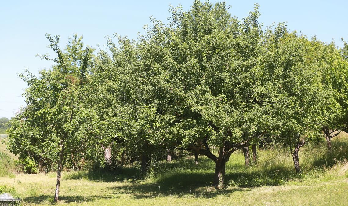 Obstbäume auf einer Wiese bieten mehr als nur die Aussicht auf eine gesunde Erfrischung. Sie sind für die heimische Ökologie unverzichtbar. Foto: Schüller