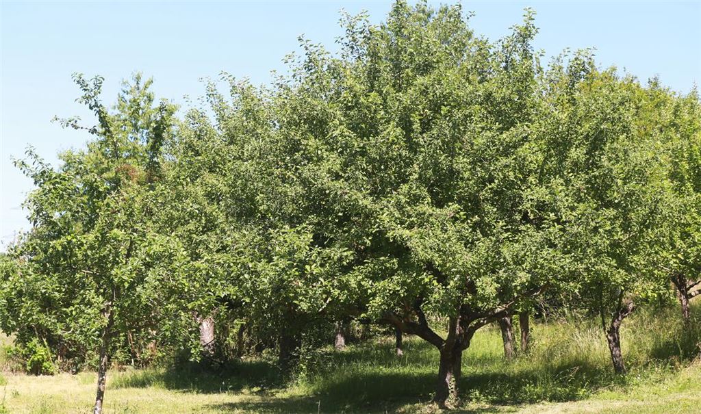 Obstbäume auf einer Wiese bieten mehr als nur die Aussicht auf eine gesunde Erfrischung. Sie sind für die heimische Ökologie unverzichtbar. Foto: Schüller