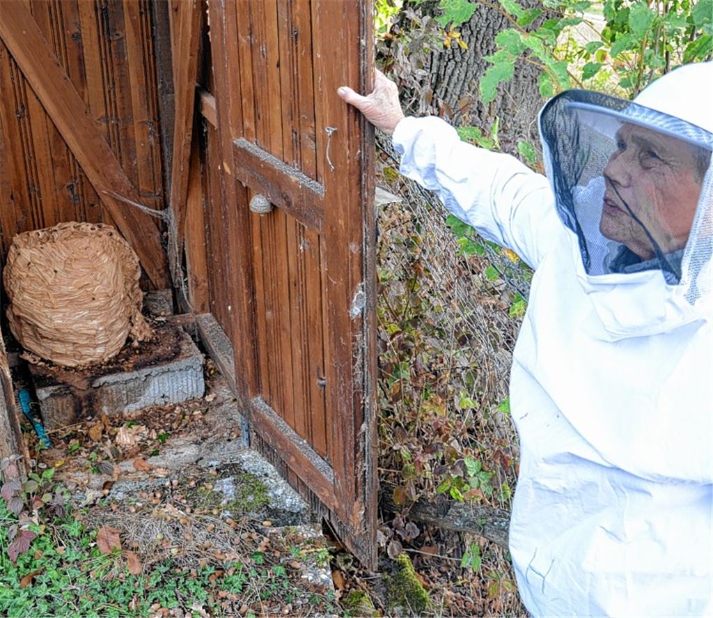 Riesiges Hornissennest in Schuppen entdeckt