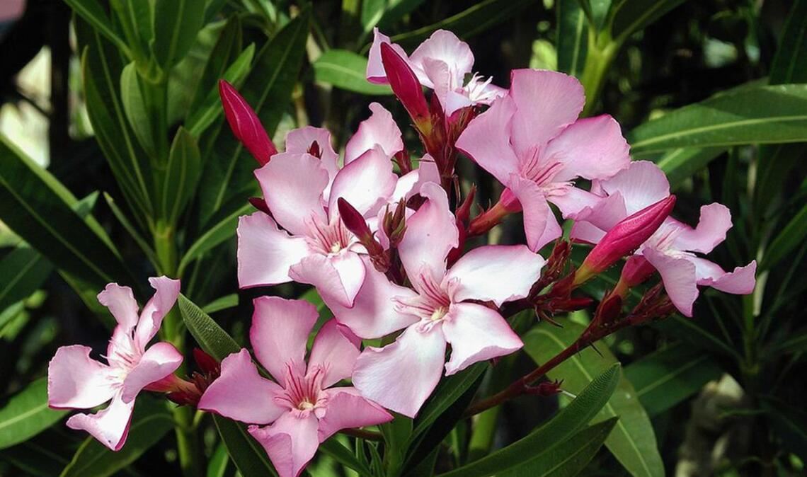Oleander (Nerium Oleander): Der wunderschöne Rosenlorbeer ist giftig und gehört zu den Hundsgiftgewächsen. Er wächst im Mittelmeerraum, dem Nahen und Mittleren Osten, in Indien und China. Oleander wird auch in Deutschland als Kübelpflanze geschätzt. Die Pflanze enthält das giftige Oleandrin, das zu Übelkeit, Erbrechen und Durchfall bis hin zu Herzbeschwerden, Schläfrigkeit und Muskelzittern führen kann. Vergiftungen mit Oleandrin können tödlich verlaufen.