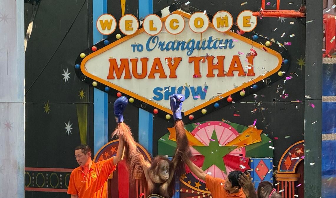 Orang-Utans boxen in einem Freizeitpark nahe Bangkok.