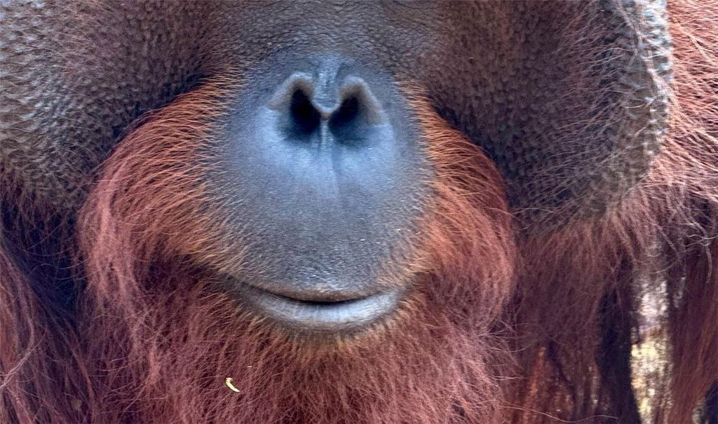 Orang-Utans teilen 97 Prozent ihres Erbguts mit den Menschen und sind sehr intelligent. (Archivbild)