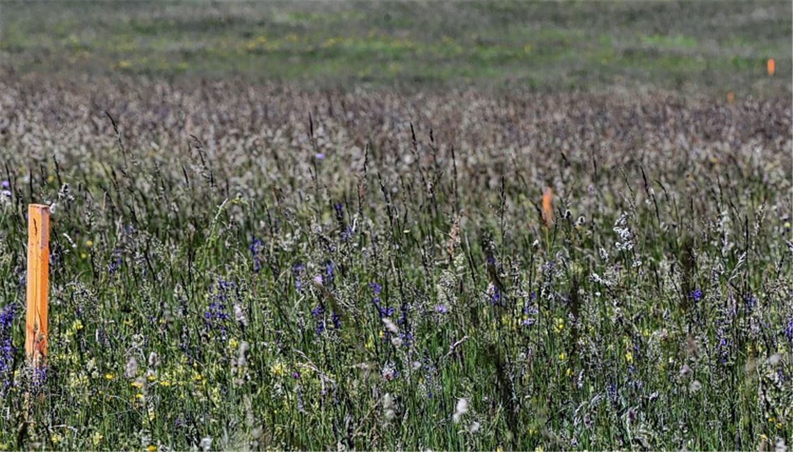 Pflöcke markieren frühere Bohrlöcher