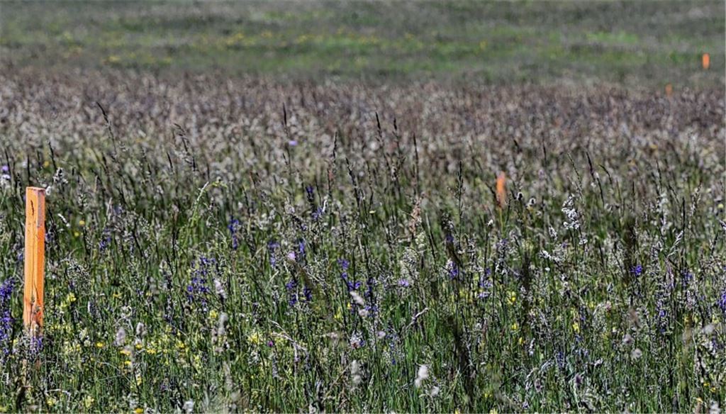 Pflöcke markieren frühere Bohrlöcher