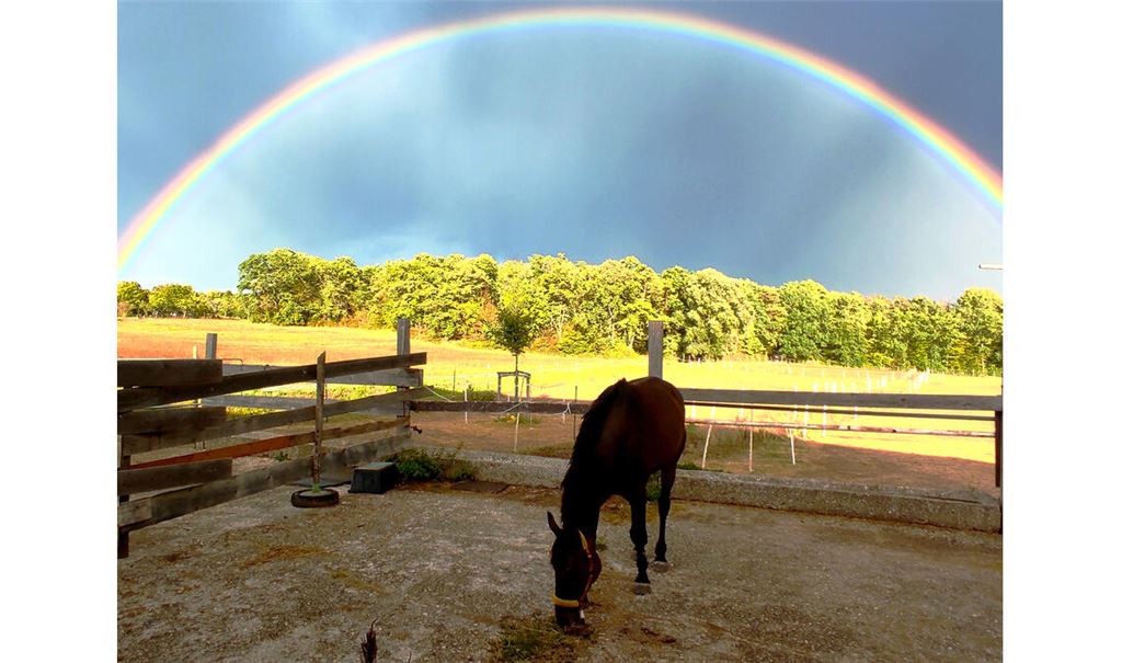PLATZ 1: Das „Foto des Jahres“ zeigt „Yellow Star“, der sich mehr für seine Mahlzeit als für den Regenbogen im Hintergrund begeistert. Fotografiert hat ihn Besitzerin Sabine Schniz.
