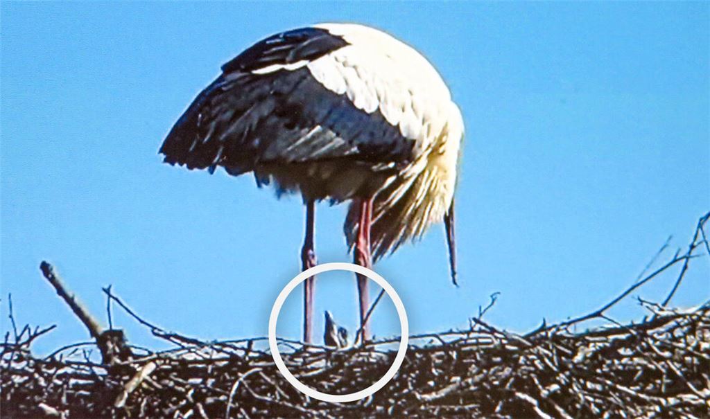 Papa Storch und – mit Hilfe eines Kreises markiert – einer der Dürrmenzer Jungstörche am Dienstagmorgen. Foto: Becker