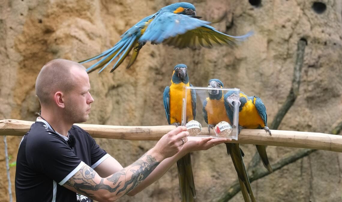 Papageien im Leipziger Zoo als Orakel: Blaukehl-Aras begutachten neben Tierpfleger Florian Ullmann Bälle mit Markierungen der FIFA Fußball-Weltmeisterschafts-Teilnehmerländer Mexiko und Südafrika.