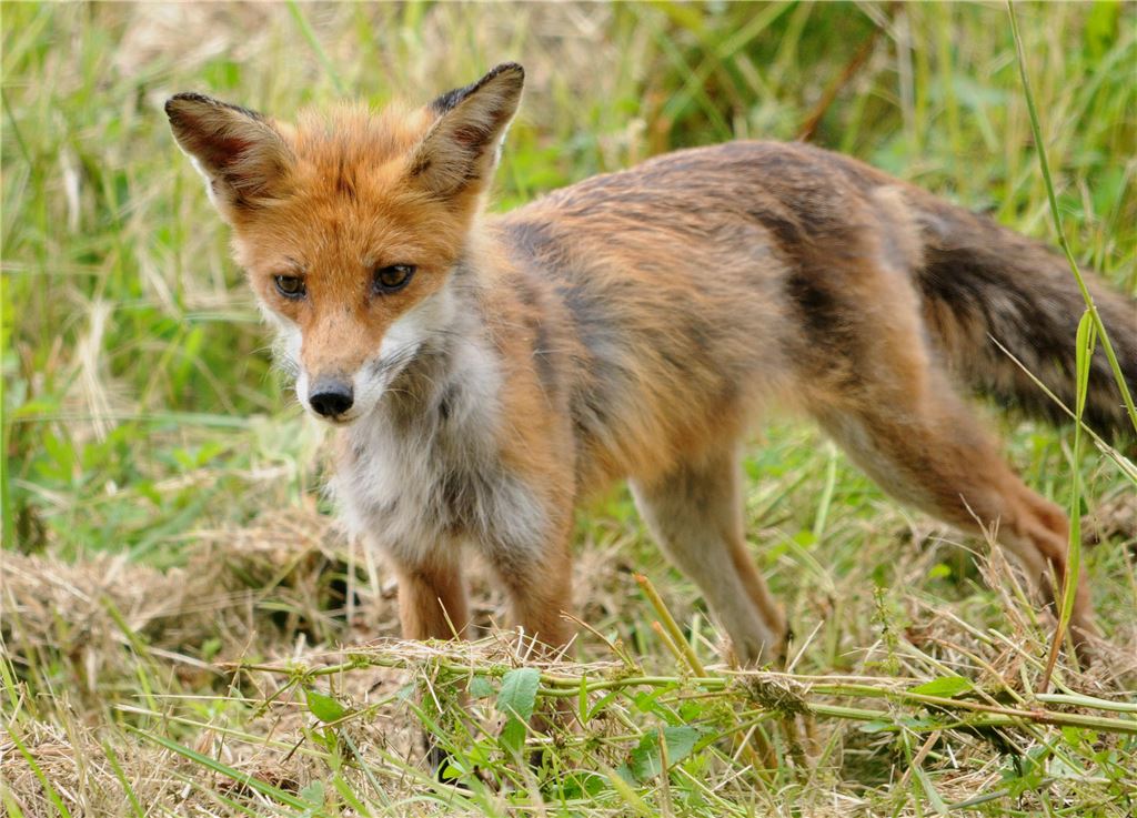 fl Fuchs
