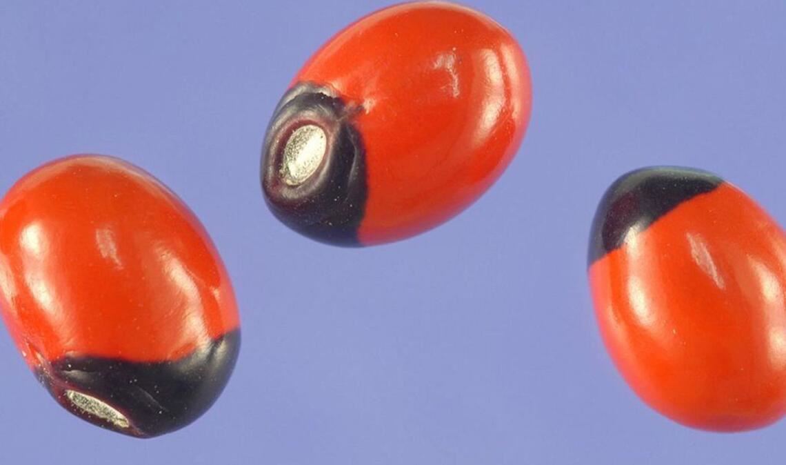 Paternostererbse (Abrus precatorius): In den gesamten Tropen ist diese aparte Pflanze verbreitet. Die rot-schwarzen Samen sind giftig, dennoch werden sie getrocknet als Halsschmuck verwendet. Wer darauf herumkaut, nimmt das Eiweiß Abrin zu sich, das zu den tödlichsten Giften gehört. Vergiftungen mit Abrin führen zu einem beschleunigten Pulsschlag, Koliken, Durchfall, Erbrechen und Tremor. Todesursache sind in der Regel Nieren-, Herzversagen und Atemlähmung.