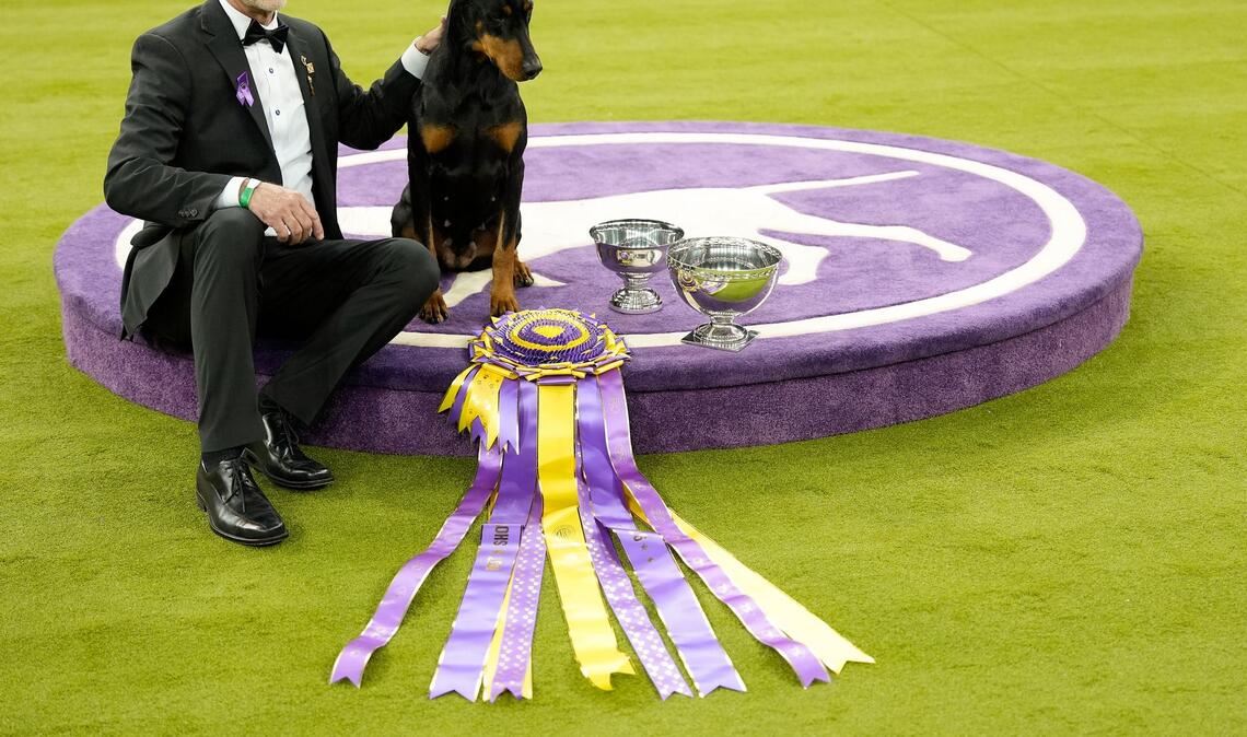 "Penny", die Dobermann-Dame, ist die 42. weibliche Gewinnerin in der 150 Jahre alten Geschichte des Westminster-Hundewettbewerbs.