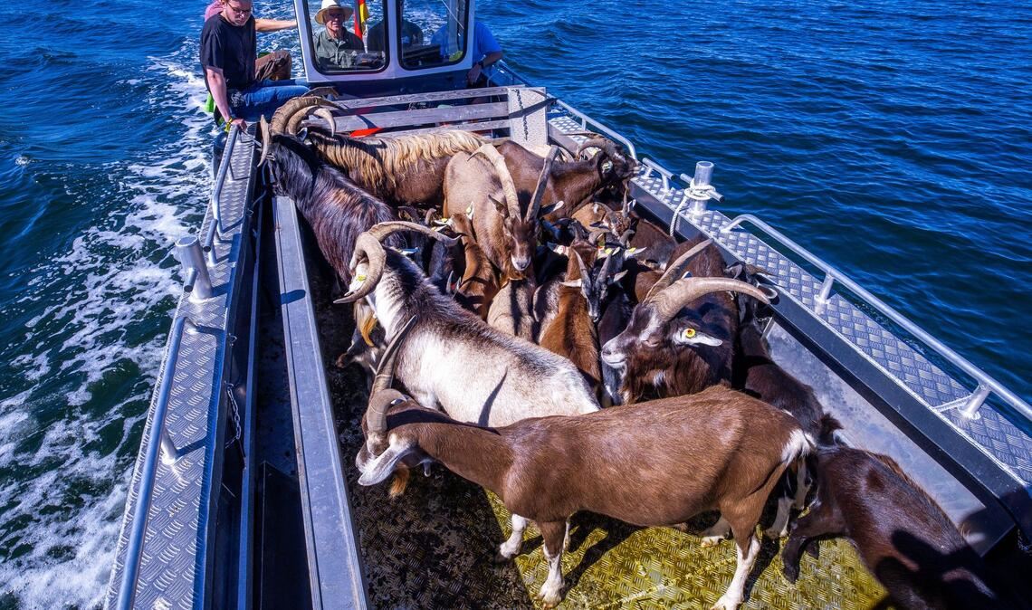 Per Boot werden die 22 tierischen Landschaftspfleger auf die Vogelschutzinsel Walfisch in der Wismarbucht gebracht.
