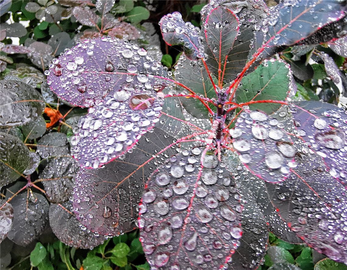 Das Geburtstagskind des Tages