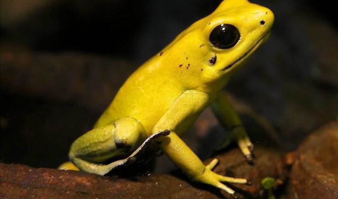 Pfeilgiftfrosch (Dendrobatidae): Die knallbunten blauen, roten, orangefarbenen, gelben und grünen Frösche gelten als die giftigsten der Welt. Sie kommen in den Urwäldern Süd- und Mittelamerikas vor, wobei von 130 Unterarten nur drei Arten tödlich sind. Die indianischen Ureinwohner haben früher ihre Pfeile mit dem Hautsekret der Tiere bestrichen.