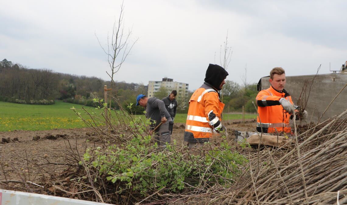 Pflanzaktion auf dem Ziegelei-Gelände in Mühlacker. Foto: Deeg
