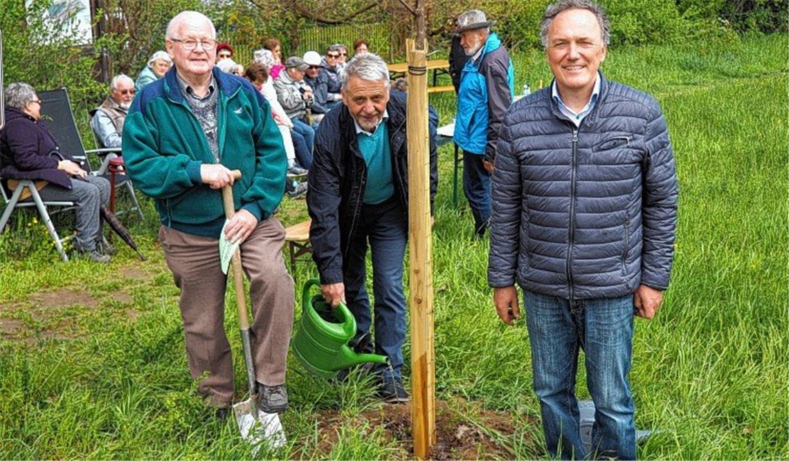 „Napoleon-Flatterulme“ gepflanzt „Napoleon-Flatterulme“ gepflanzt
