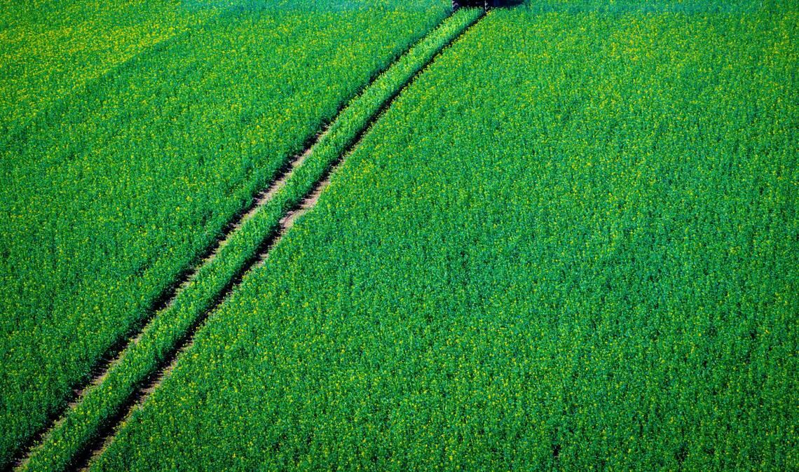Pflanzenschutzmittel sollen die Ernte sichern. (Symbolbild)