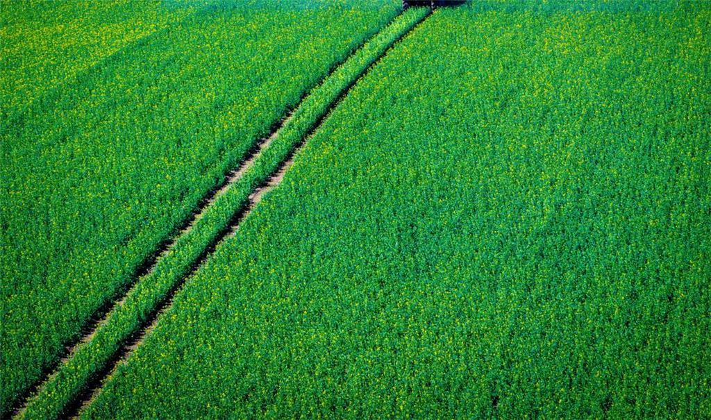 Pflanzenschutzmittel sollen die Ernte sichern. (Symbolbild)