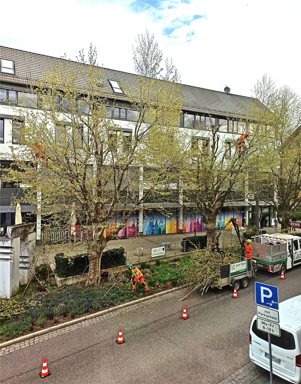 Pflegeschnitte an Platanen neben der Mühlacker Bahnhofstraße sorgen für Aufsehen und Beanstandungen aus der Bevölkerung.Fotos: privat