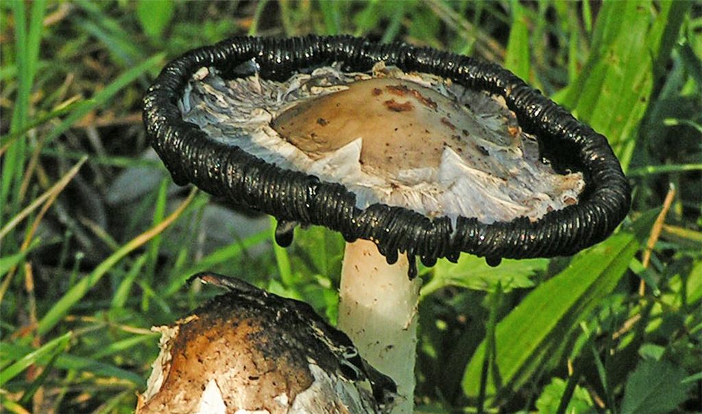 Pilz des Jahres: junger und alter, buchstäblich zu Tinte zerlaufender „Schopftintling“. Foto: Lechner
