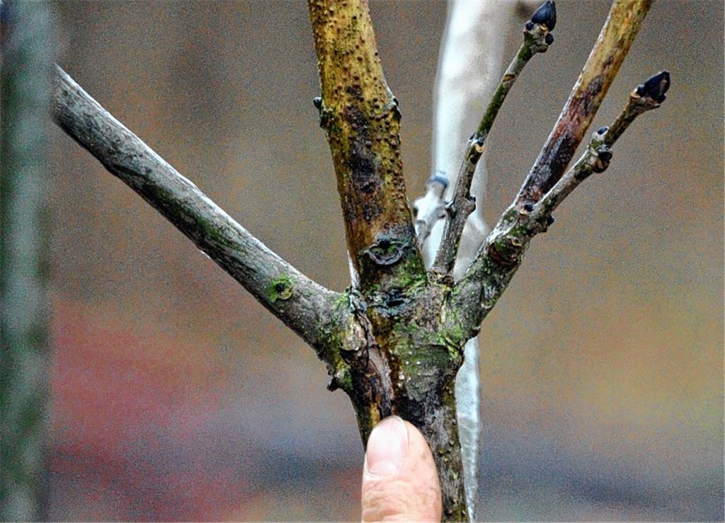Pilzbefall bei Eschen: Auch in Sternenfels sind Bäume betroffen.