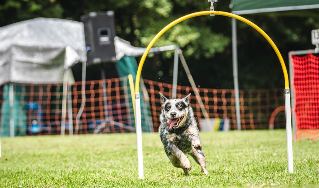 Pixel bei ihrem Lauf im H2. Foto: privat