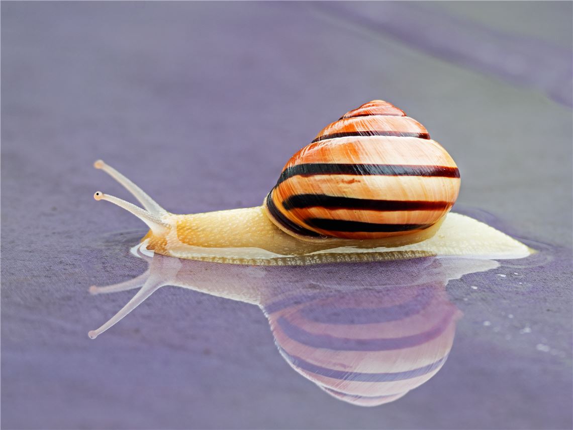 Platz 1 - Horst Lachstädter