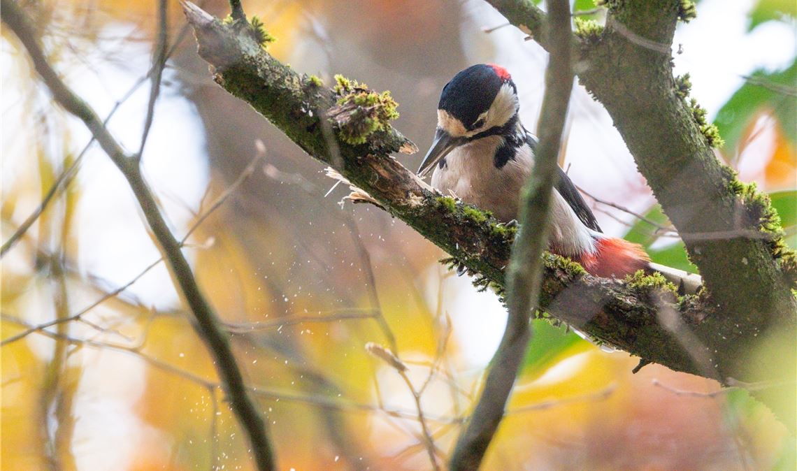 Platz drei: Nicht schlecht, Herr Specht. Leserfotos sind immer gefragt.