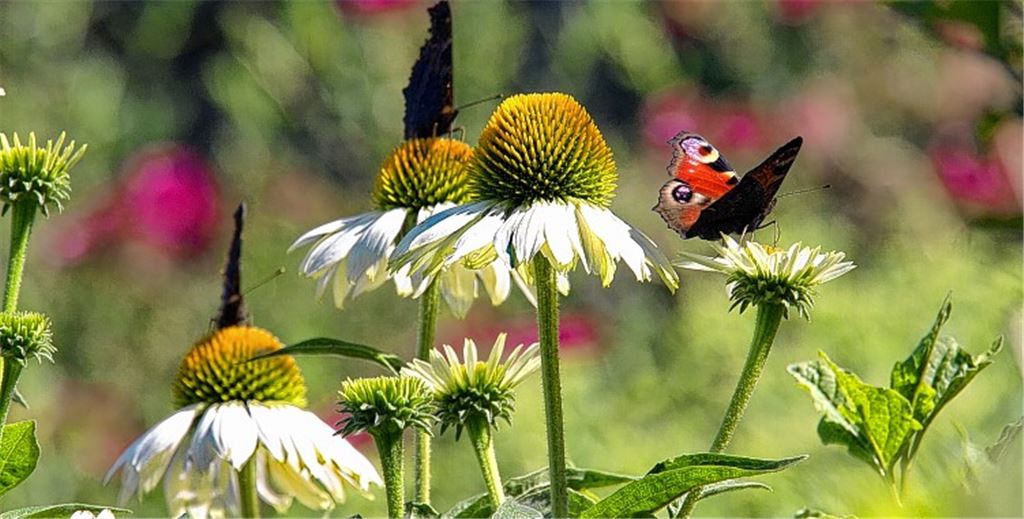 Platz eins: Regelmäßig liegen Fotos aus der Jahreszeiten-Serie ganz weit vorne in der Lesergunst bei der Wahl zum Foto des Jahres. Diesmal hat Peter Laible mit einer Sommerstimmung das Rennen gemacht.