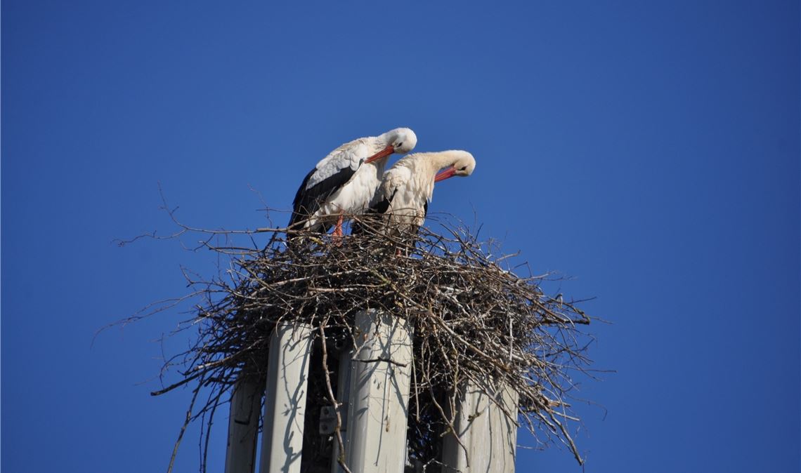 Platz eins: Störche erobern die Herzen unserer Leser und landen ganz oben bei de...