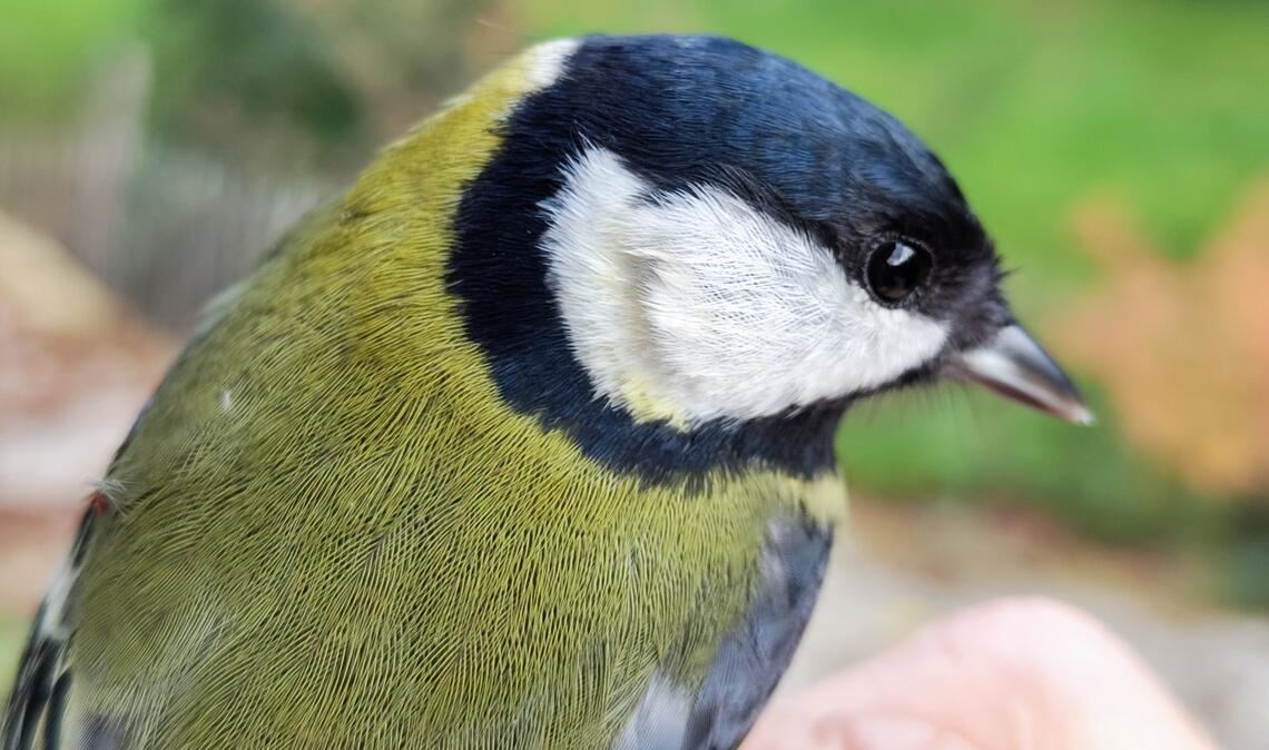 Platz eins im Enzkreis: die Kohlmeise. Eigenarten: mit rund 13,5 bis 15 Zentimetern die größte Meisenart Europas, ganzjährig zu beobachten, oft Gast am Futterhaus, brütet eigentlich in Baumhöhlen, nutzt aber in Siedlungsgegenden häufig Nistkästen, Männchen singen „zi zi bäh“. Fotos: Bosch; Steckbriefe: NABU