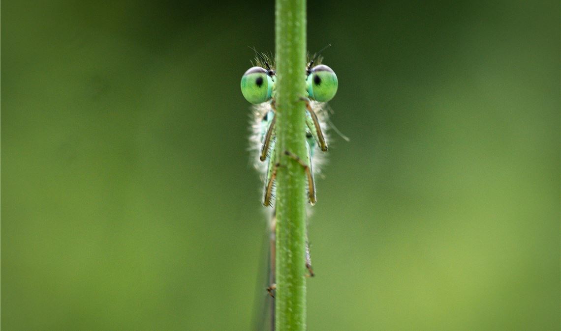 Platz fünf: Schau mir in die Augen, Kleines. Eine Libelle im Fokus des Fotografe...
