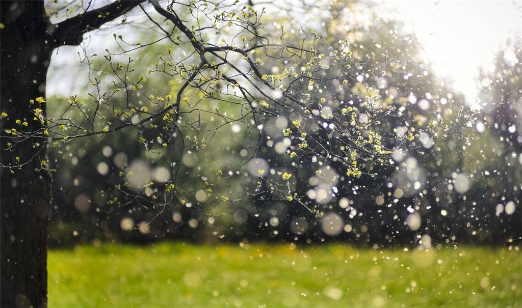 Pollenflug von Pappeln: Wer Heuschnupfen hat, kennt ungetrübte Vorfreude auf den Frühling oft nicht: Dann beginnt wieder die Zeit, die ohne Allergietabletten und Taschentücher kaum zu überstehen ist.