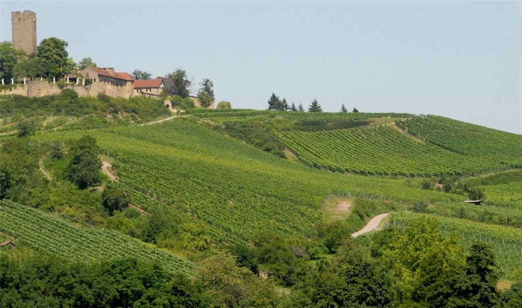 Postkarten-Panorama aus Sulzfeld mit Weinbergen, über denen die ebenfalls aus dem heimischen Schilfsandstein errichtete Ravensburg thront. Foto: Lechner