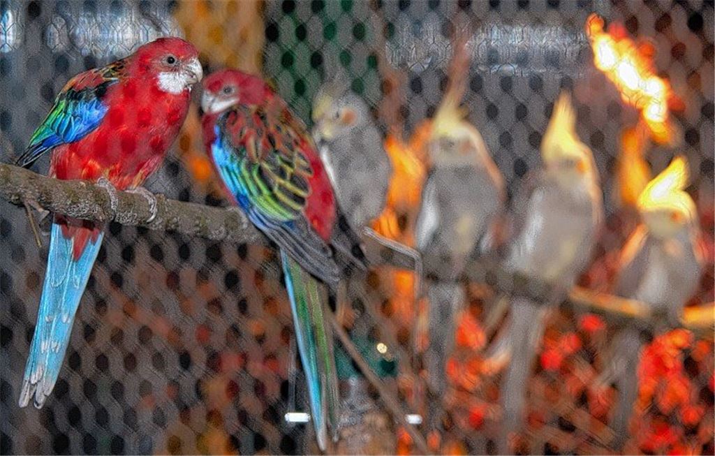 Züchter präsentieren ihre Tiere