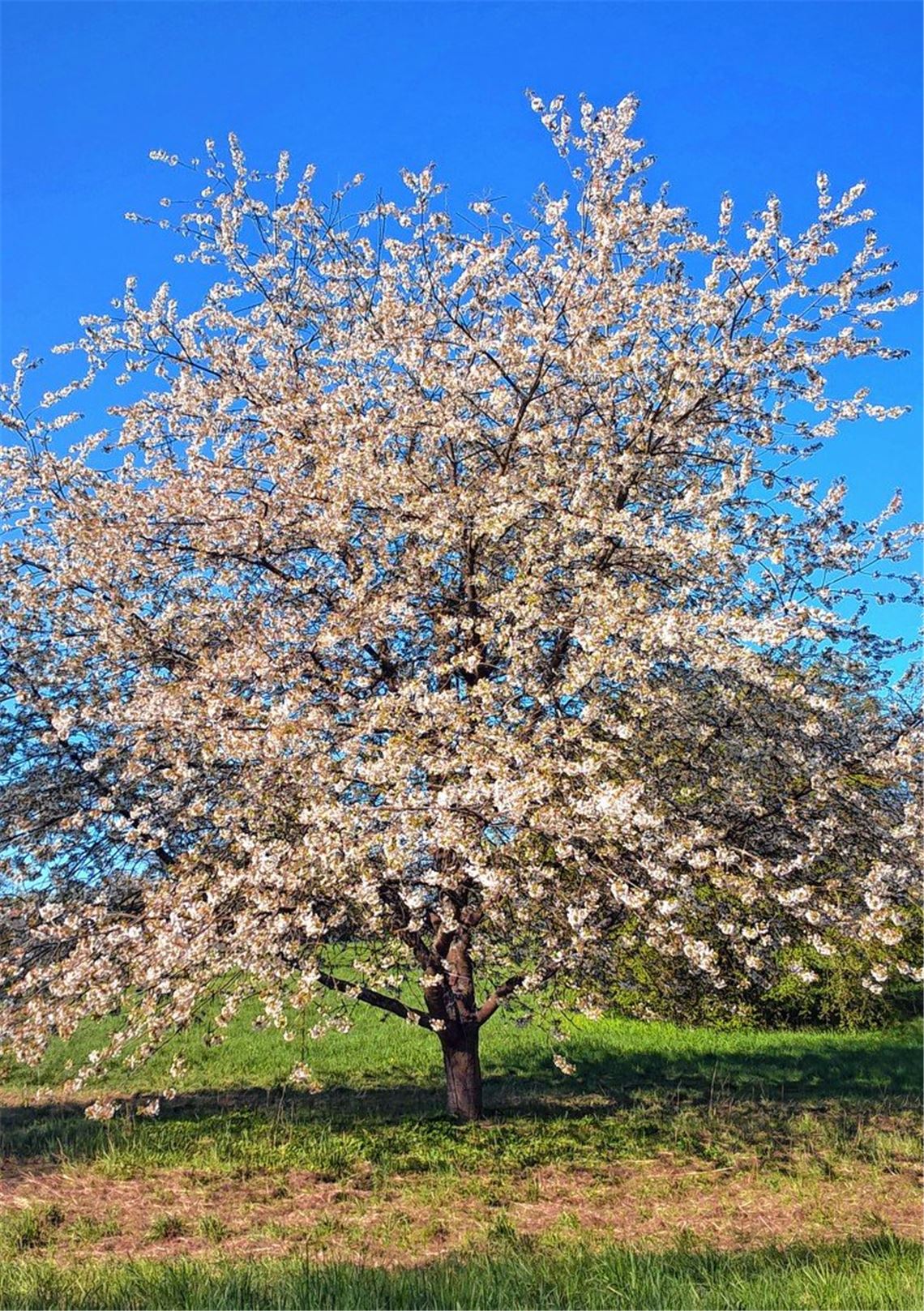 Frühlingsgefühle Frühlingsgefühle