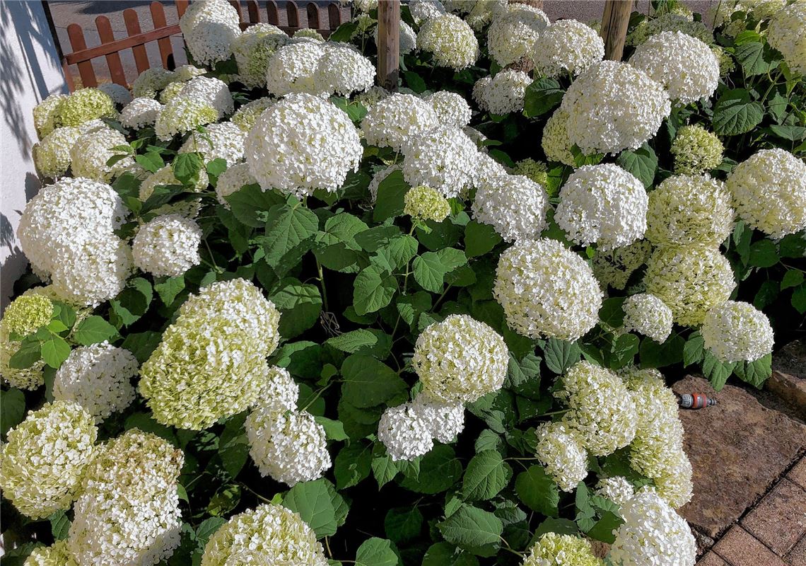 Sommerzeit