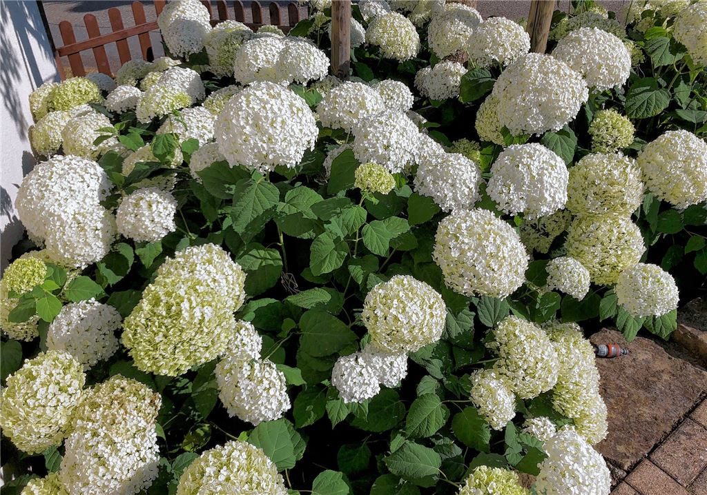 Sommerzeit